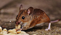 lawn-and-garden-pest-control Experts in Medina